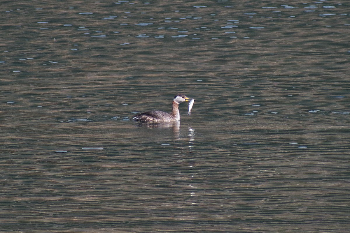 Red-necked Grebe - ML433974141