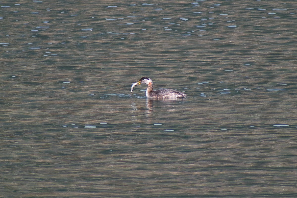 Red-necked Grebe - ML433974151