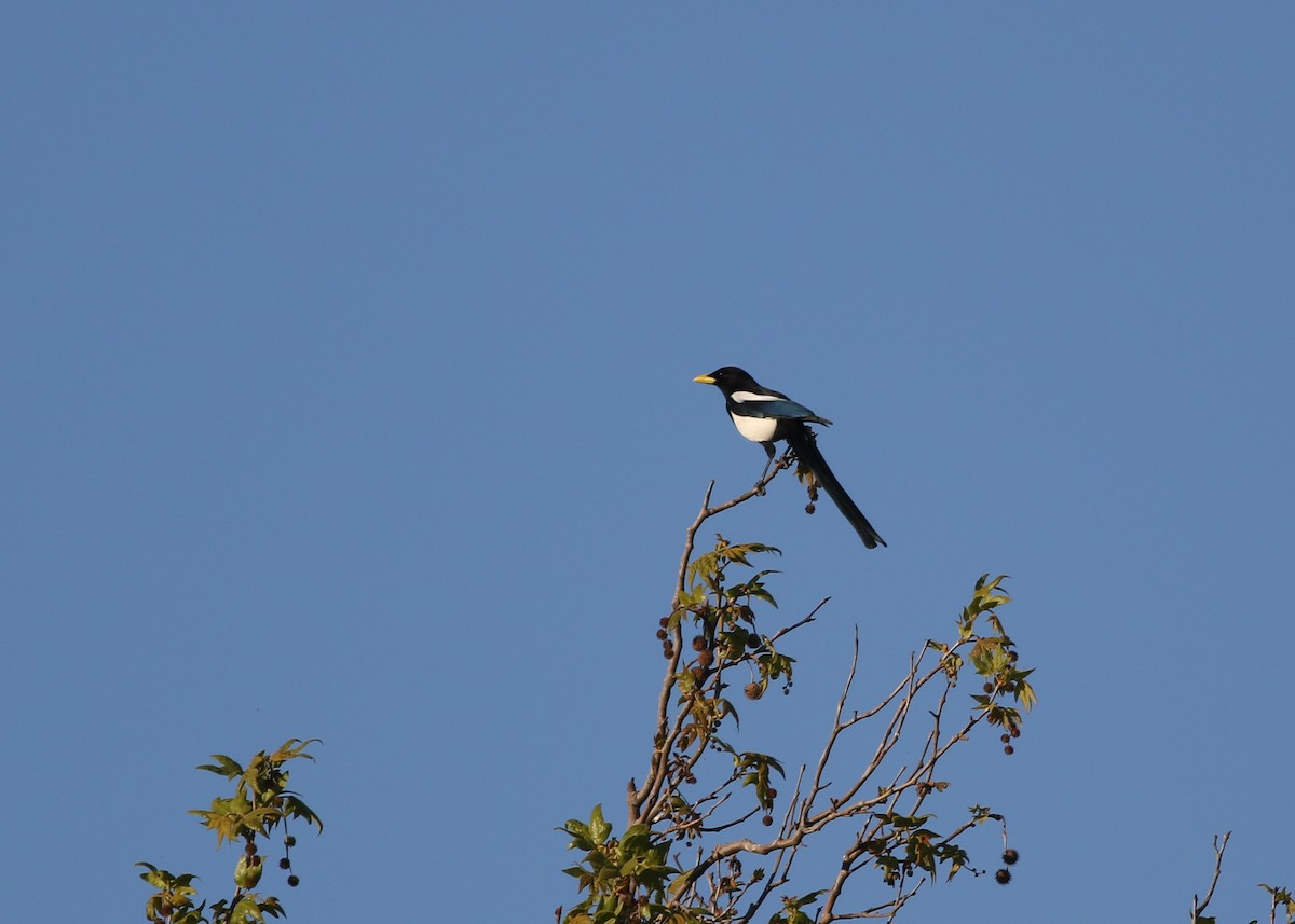 Yellow-billed Magpie - ML433974291