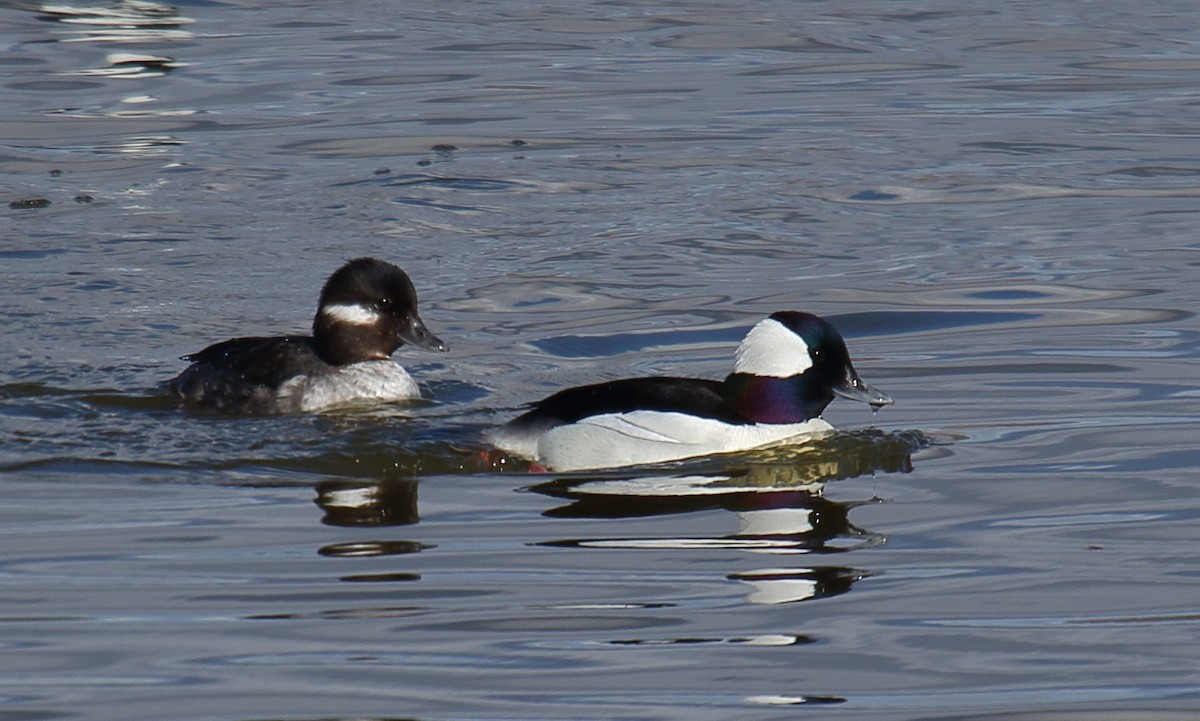 Bufflehead - ML433974331