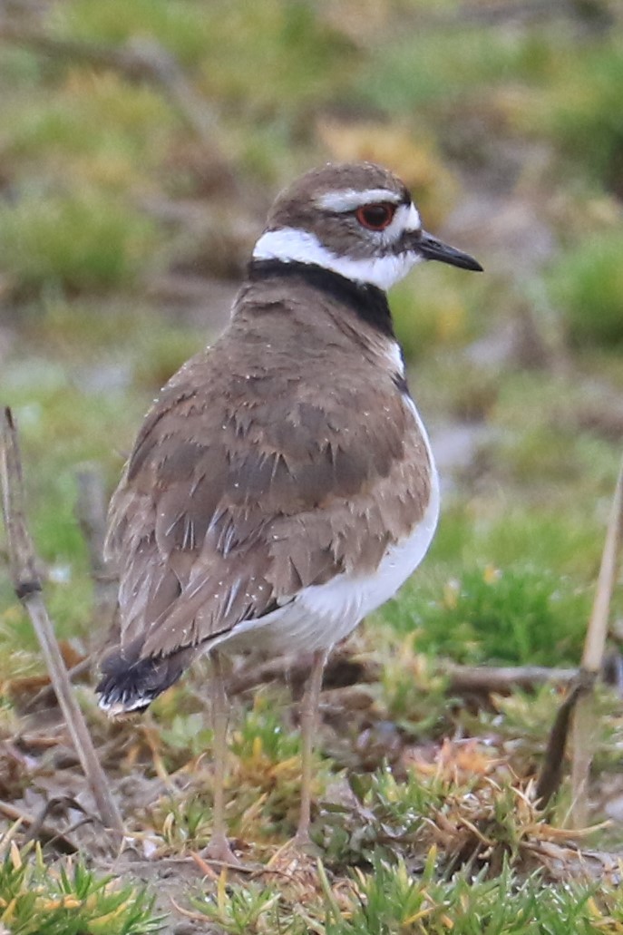 Killdeer - ML433974711