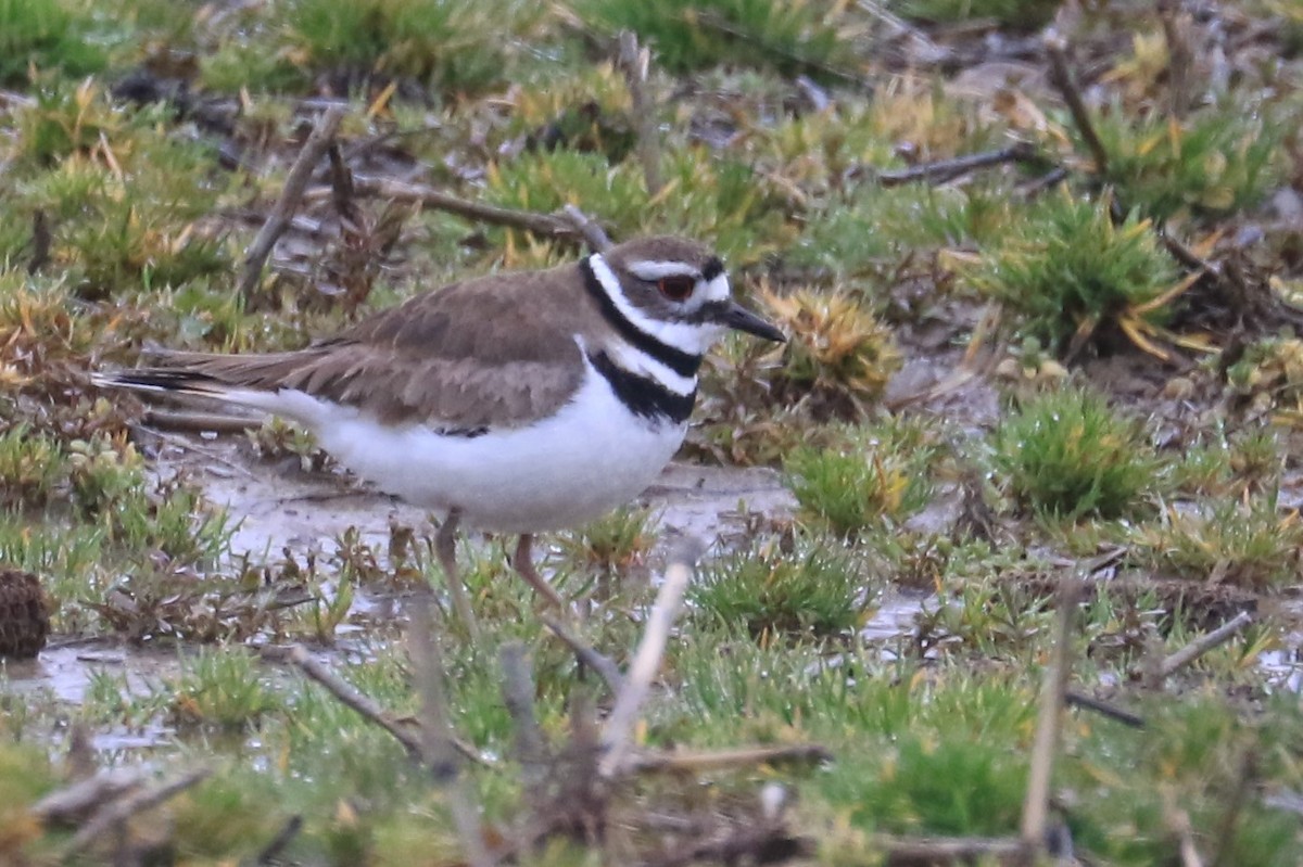 Killdeer - ML433974731