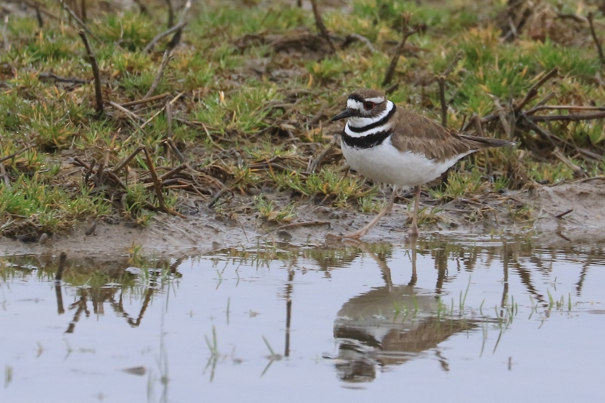 Killdeer - ML433974751