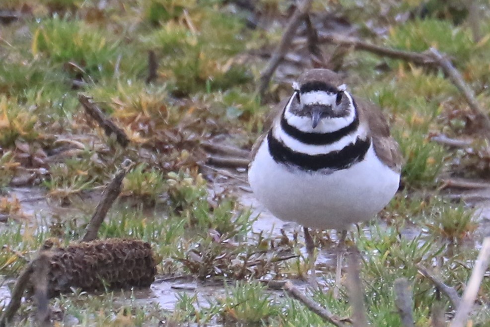 Killdeer - ML433974881