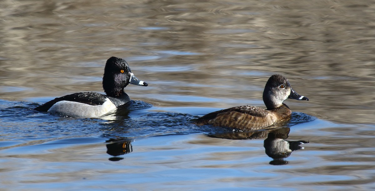 Ring-necked Duck - ML433974951