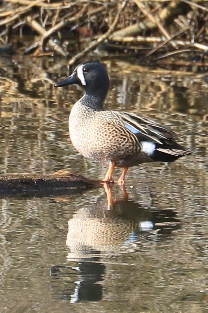 Blue-winged Teal - ML433976881