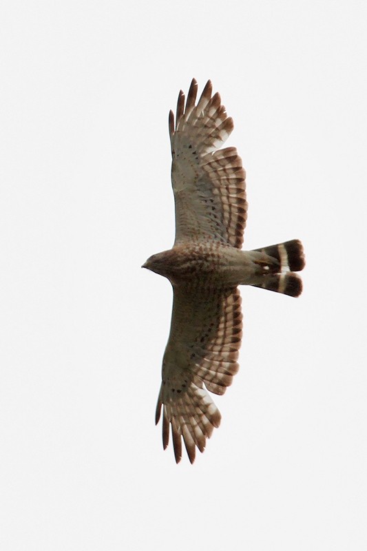 Ширококрылый канюк - ML433979331