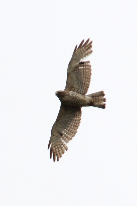 Ширококрылый канюк - ML433979341