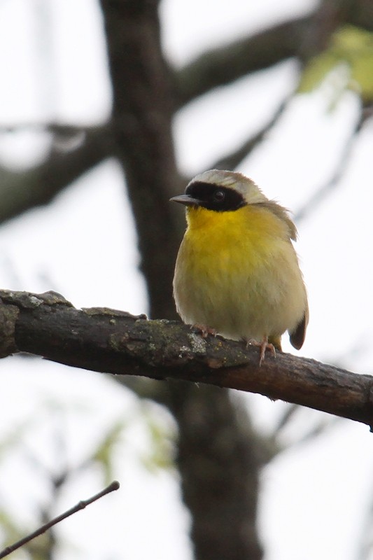 Common Yellowthroat - ML433979501