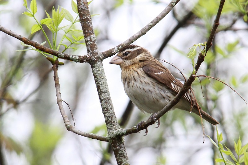 Розовогрудый толстонос - ML433979591