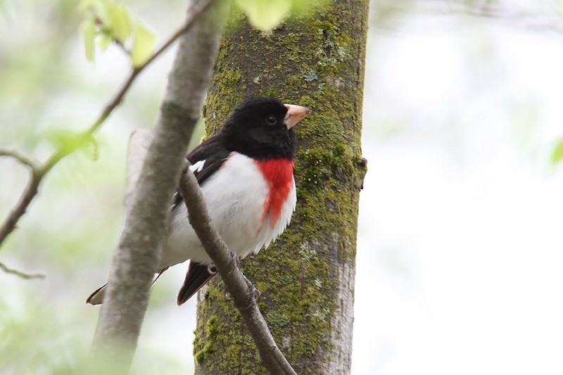 Розовогрудый толстонос - ML433979621