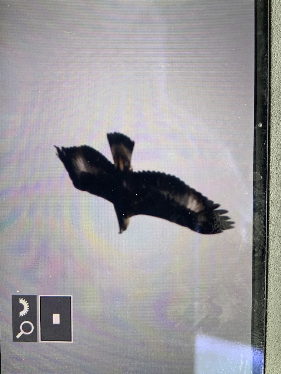 עיט זהוב - ML433979891