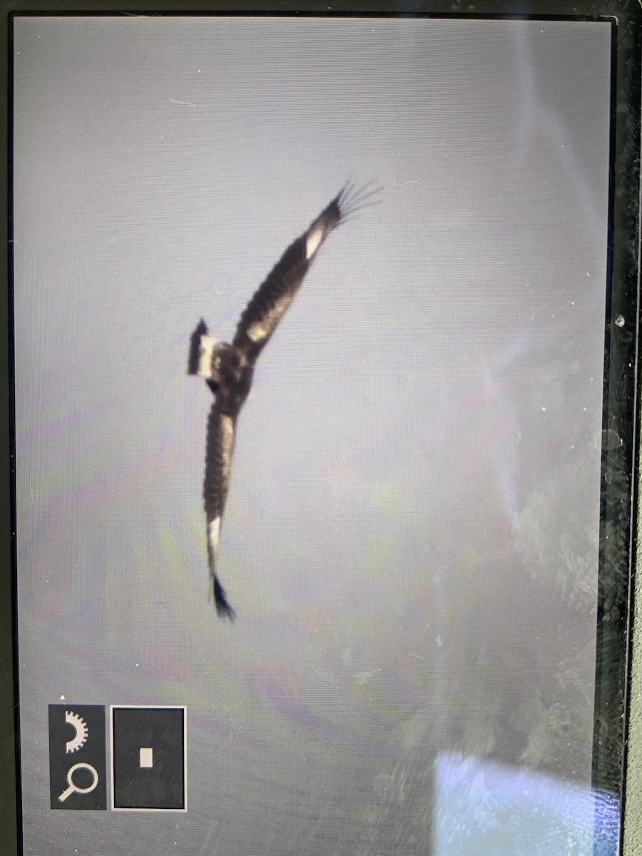 Golden Eagle - ML433979921