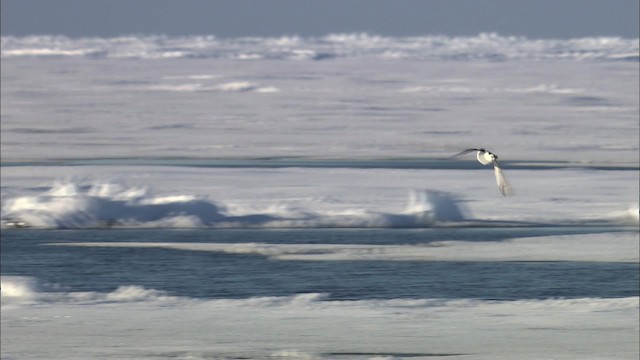 Thick-billed Murre - ML433980