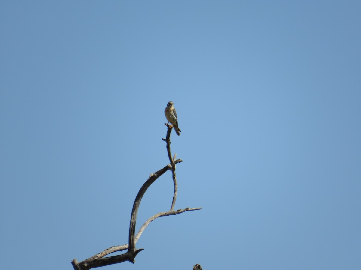 American Kestrel - ML433982551