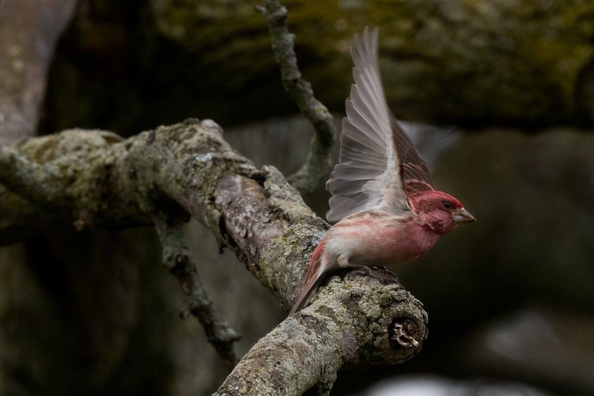 Purple Finch - ML433982811