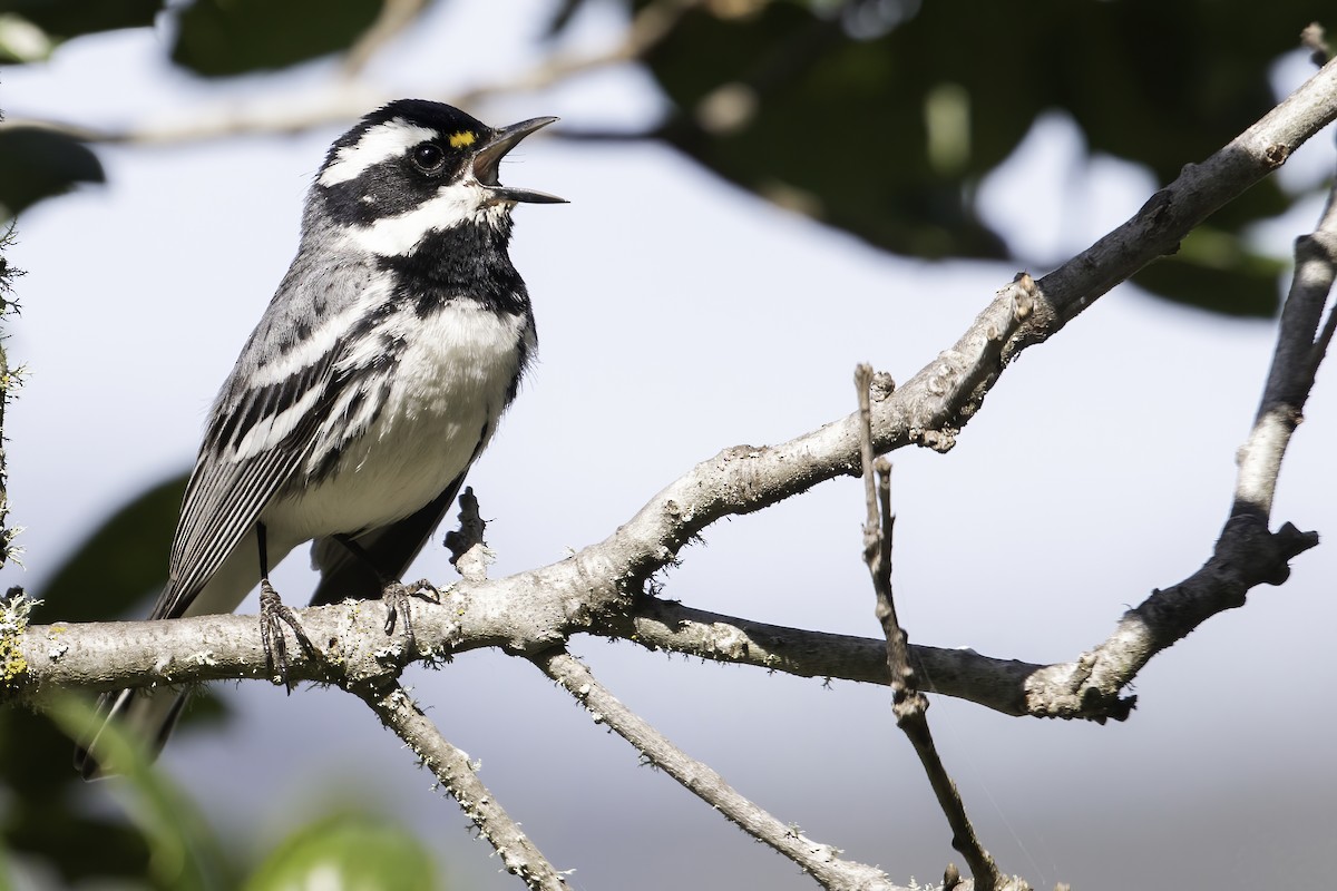 Black-throated Gray Warbler - ML433983141