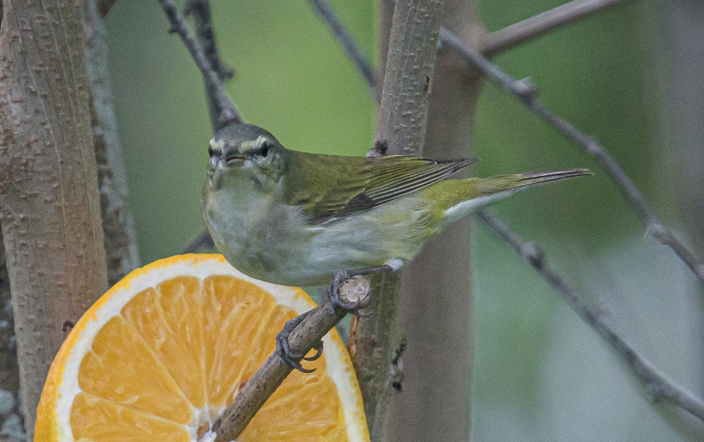 Red-eyed Vireo - ML433984811