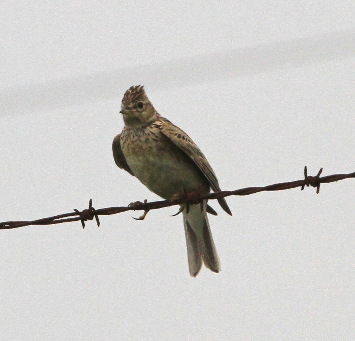 Eurasian Skylark - ML43398531