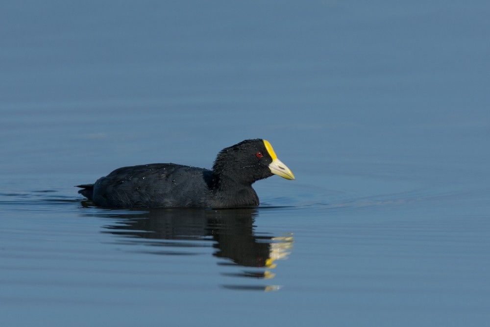 White-winged Coot - ML433985621