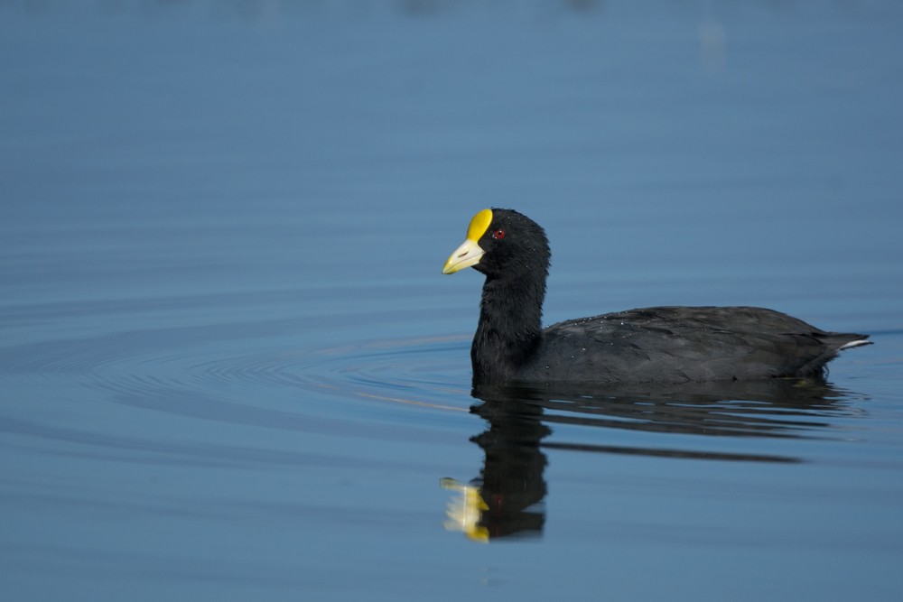 White-winged Coot - ML433985631