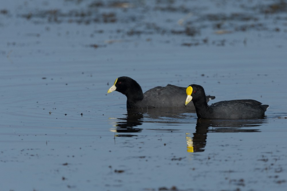 White-winged Coot - ML433985641