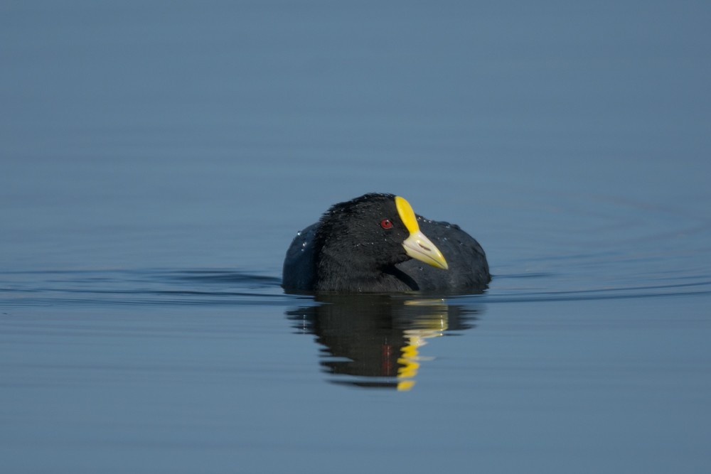 White-winged Coot - ML433985651