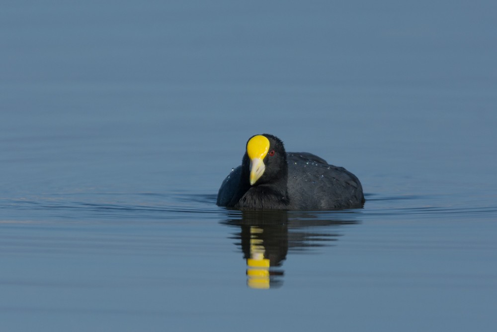 White-winged Coot - ML433985661