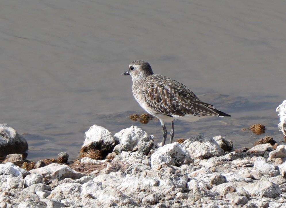 Black-bellied Plover - Sibylle Hechtel