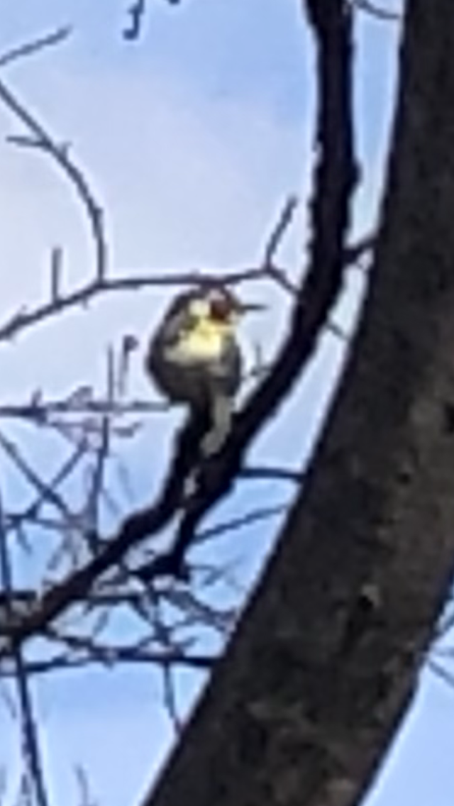 Yellow-throated Warbler - ML433986921