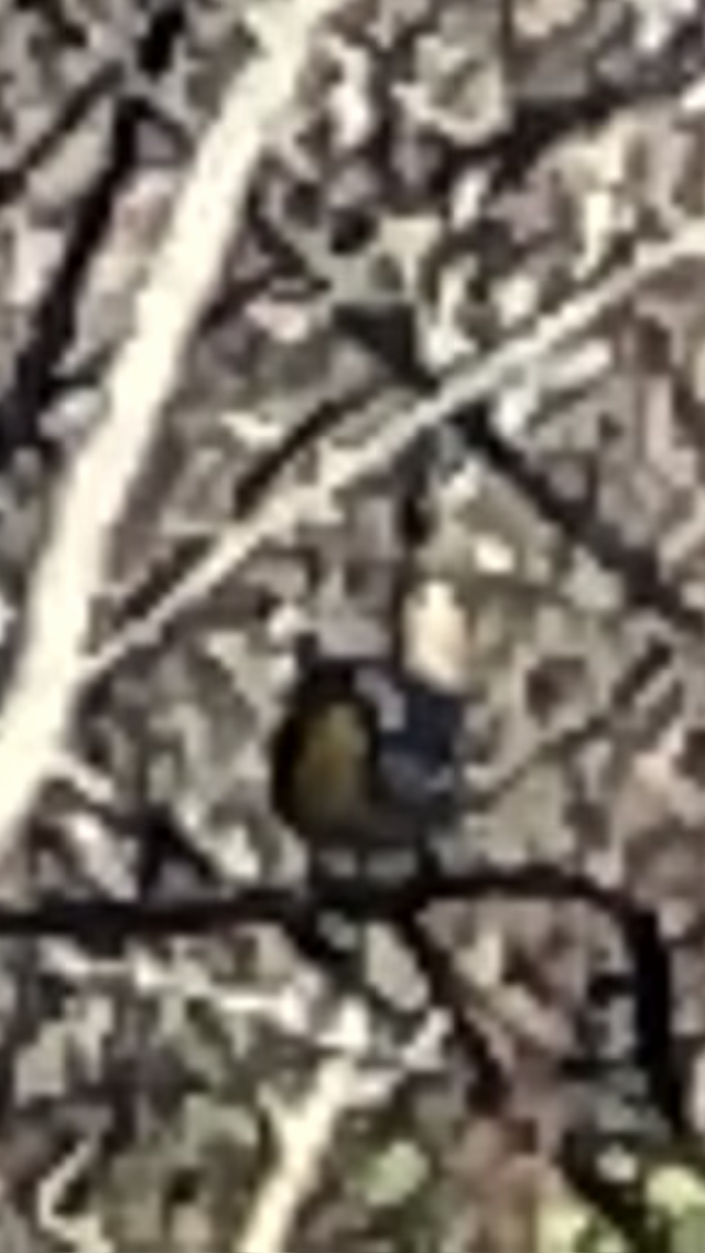 Yellow-throated Warbler - ML433986931