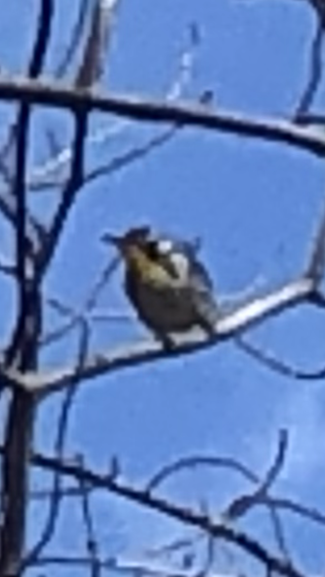 Yellow-throated Warbler - ML433987001