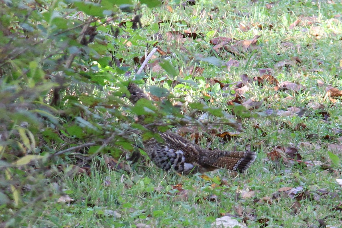 Воротничковый рябчик - ML433987531