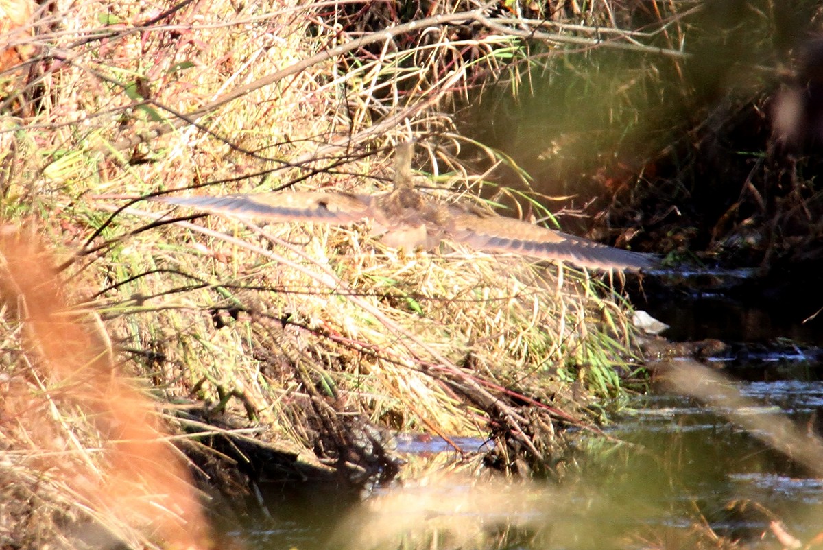 American Bittern - ML433987571