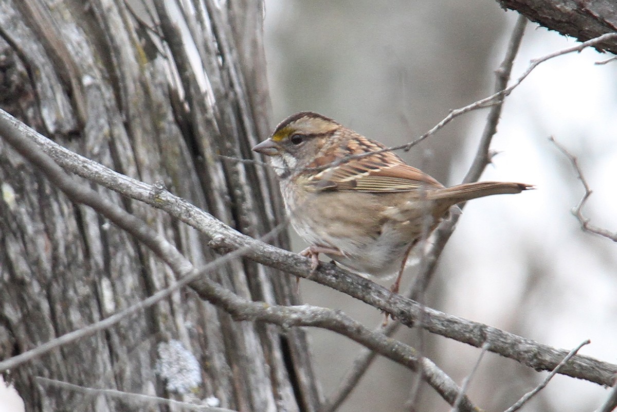 White-throated Sparrow - ML433987601