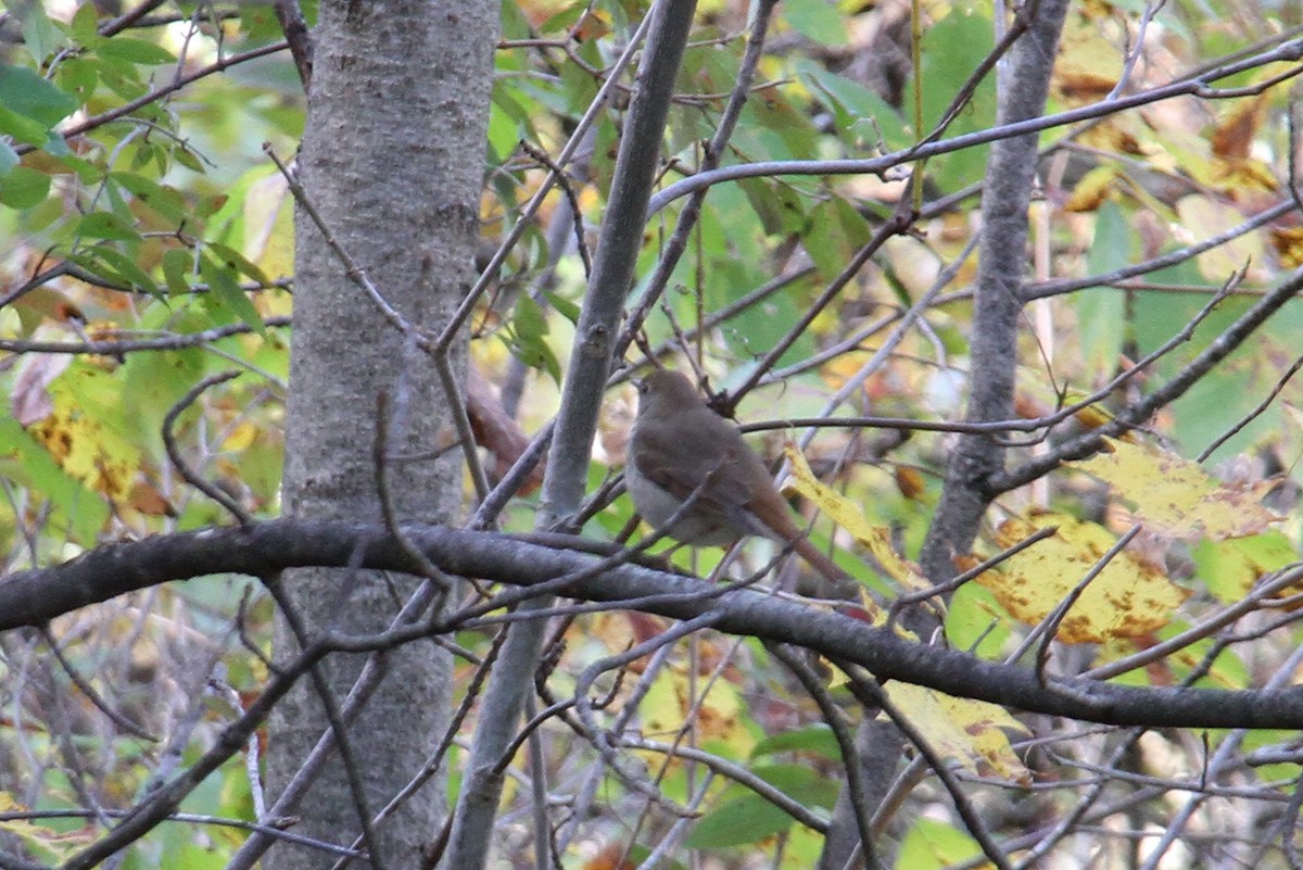 Hermit Thrush - ML433987701