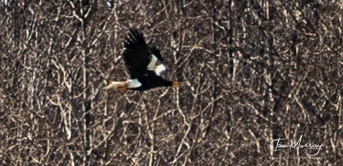 Steller's Sea-Eagle - ML433988541