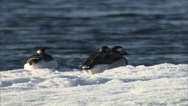 Long-tailed Duck - ML433989