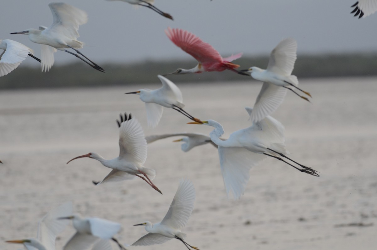 Reddish Egret - ML43398901