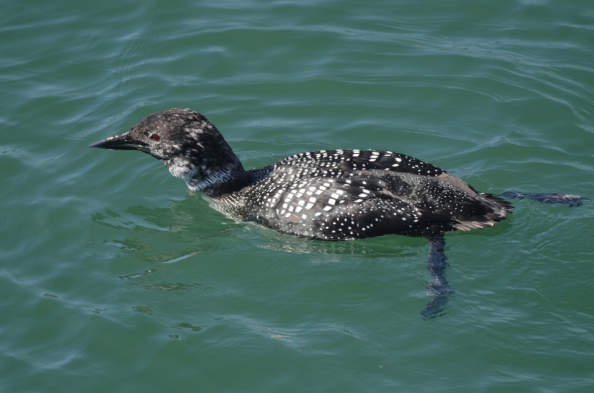 Common Loon - ML433990061