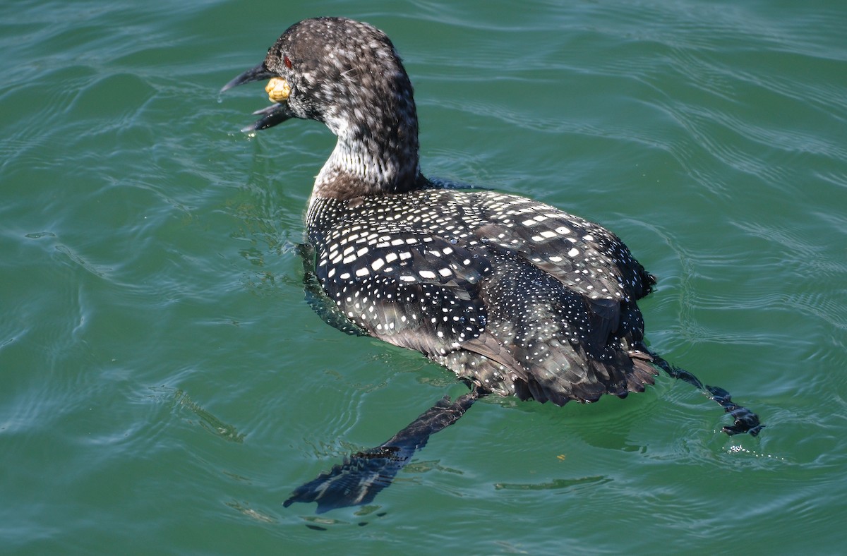 Common Loon - Cedrik von Briel