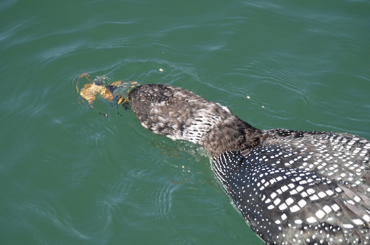 Common Loon - ML433990141