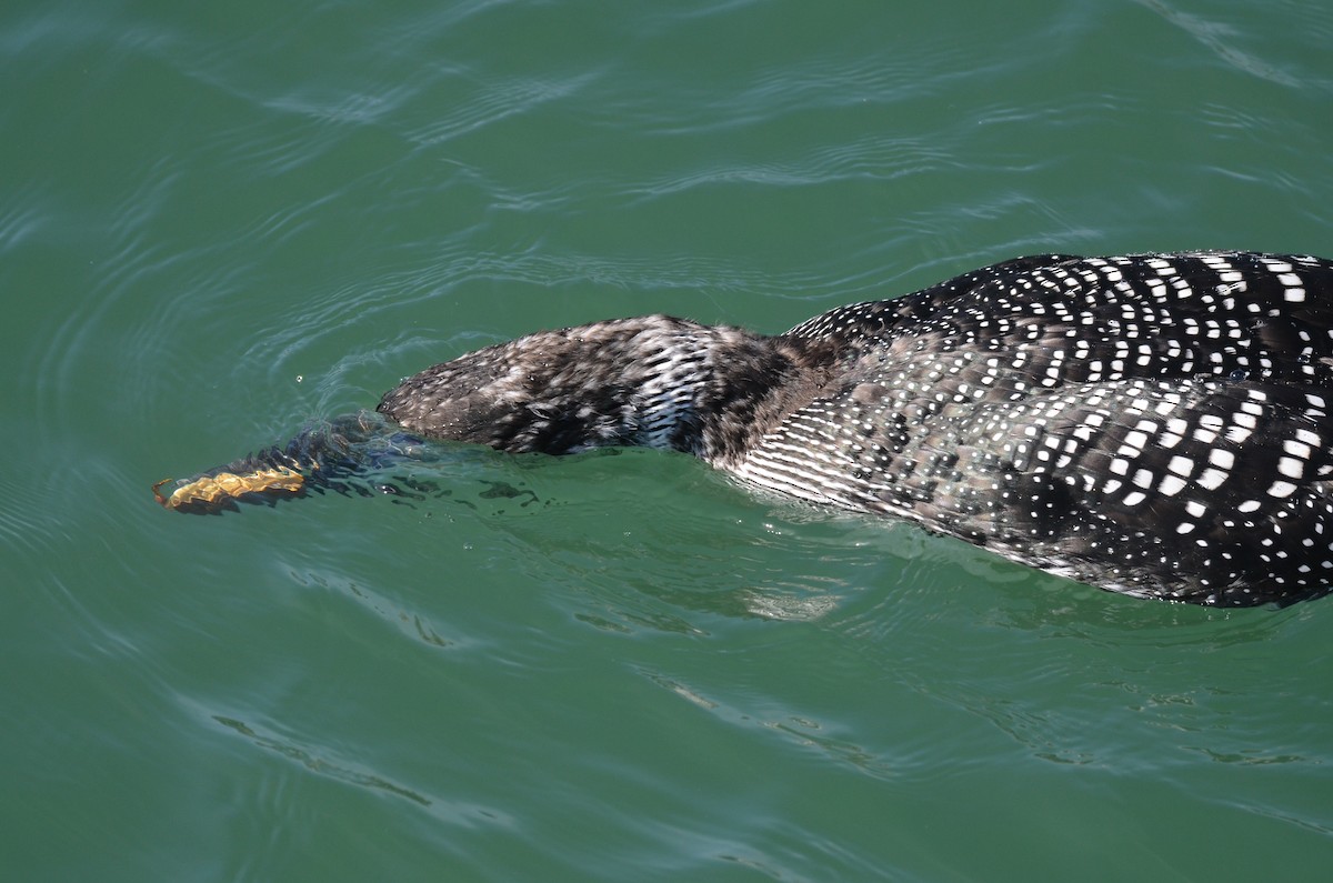 Common Loon - ML433990161