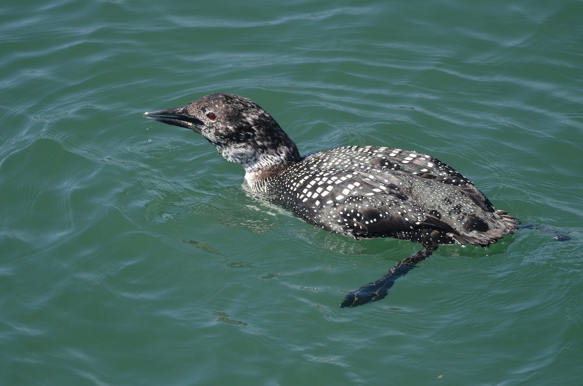 Common Loon - ML433990201