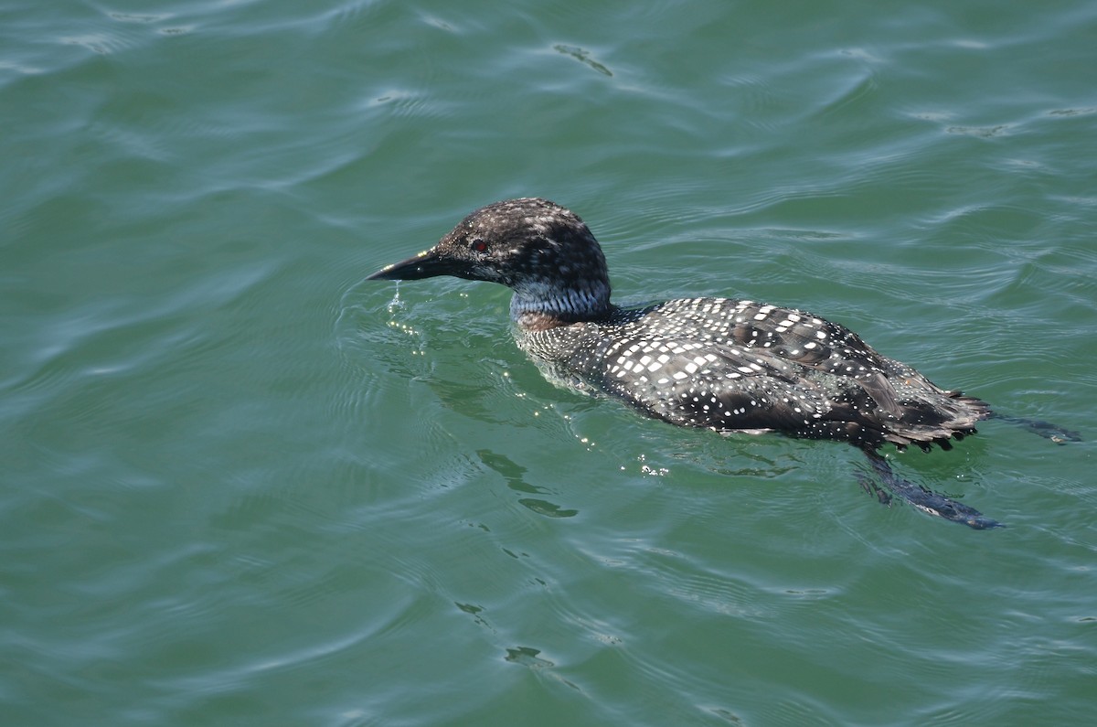 Common Loon - ML433990321