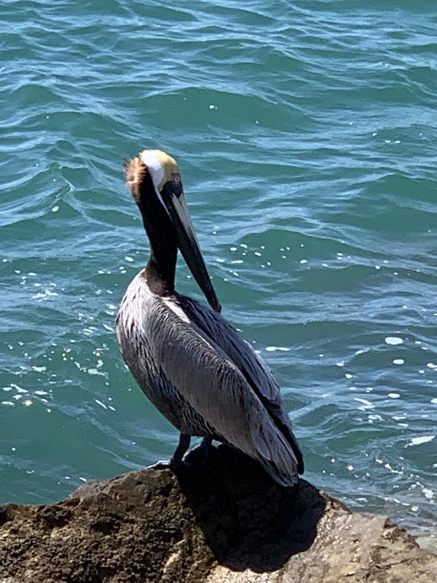 Brown Pelican - ML433990491