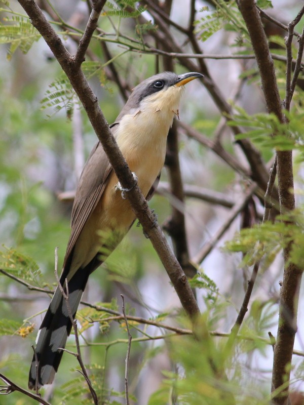 Mangrove Cuckoo - Nathan Pieplow