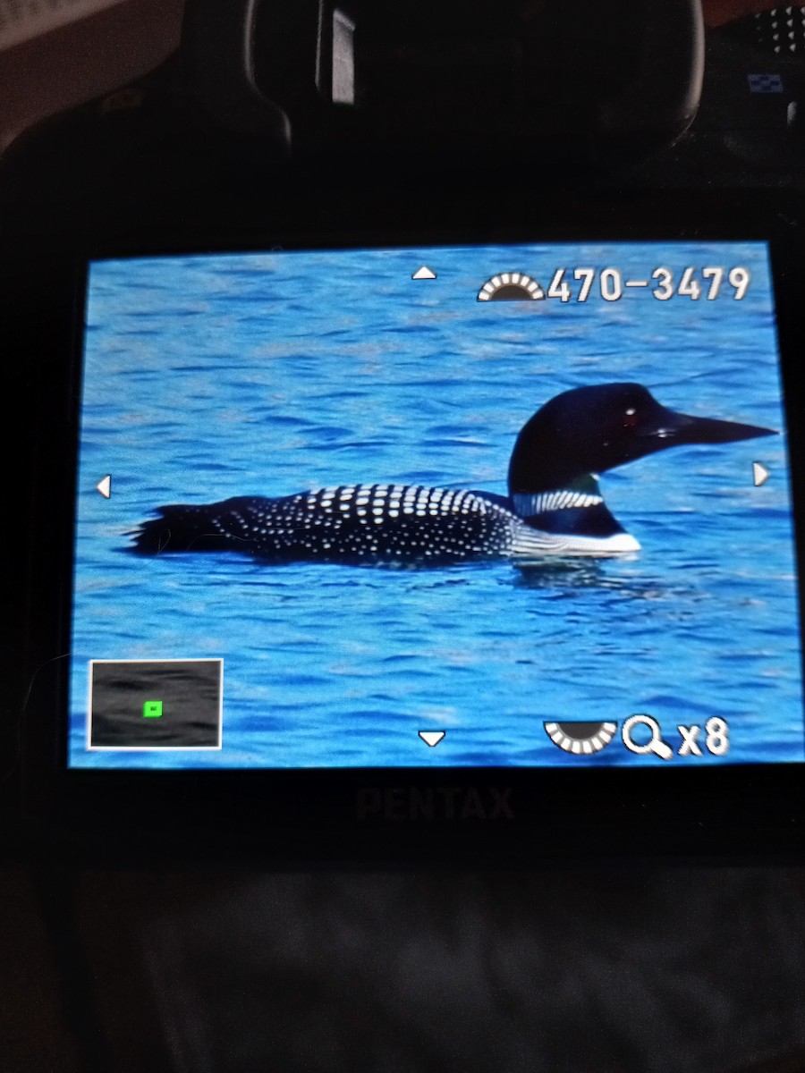 Common Loon - Anthony cannizzaro