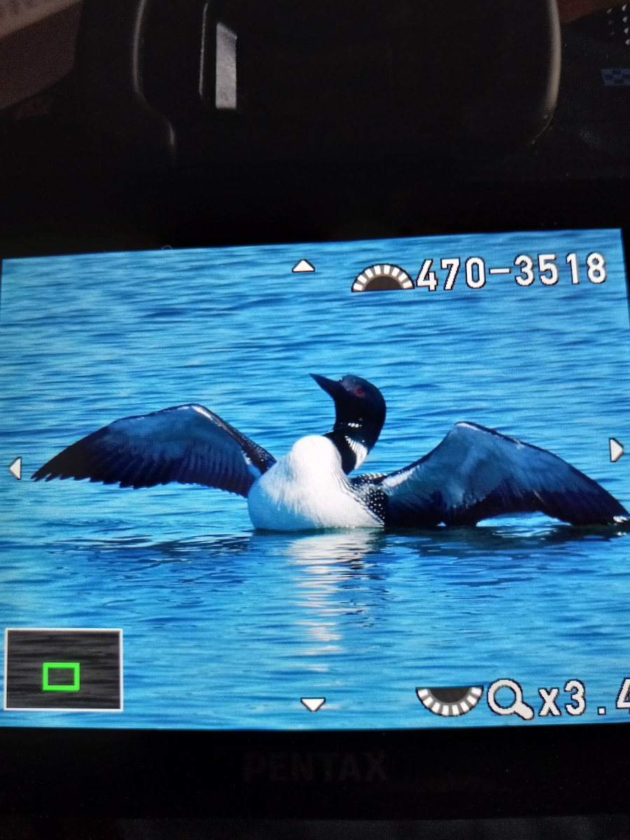 Common Loon - Anthony cannizzaro