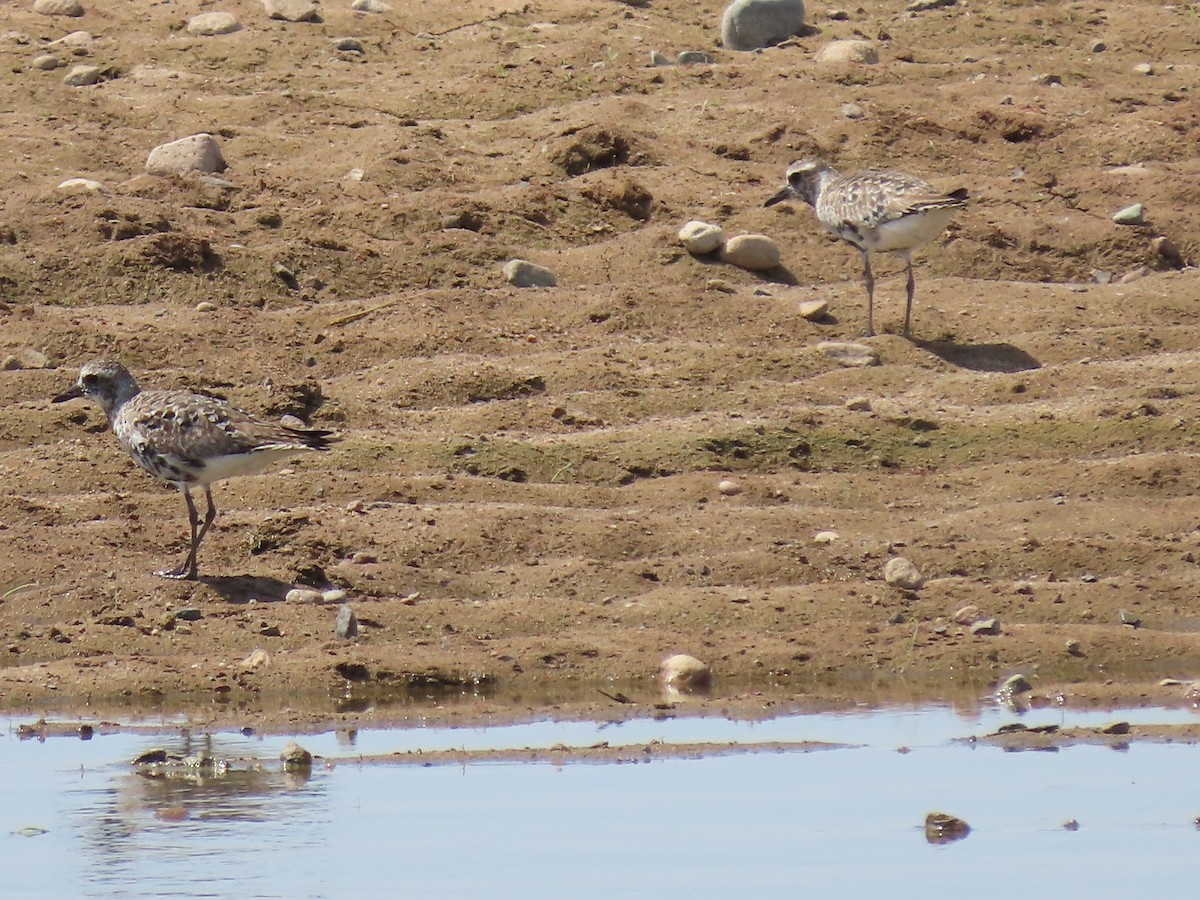 Black-bellied Plover - ML433992471